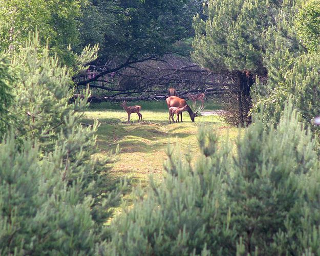 Hirschkälber mit Mütern in der Erler Heide