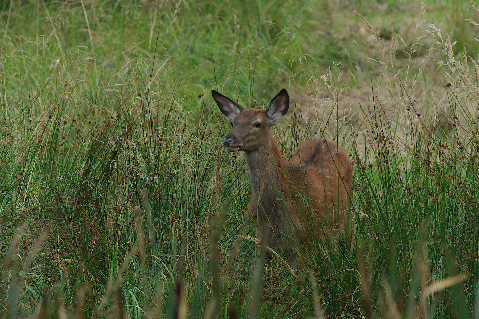 Hirschkalb