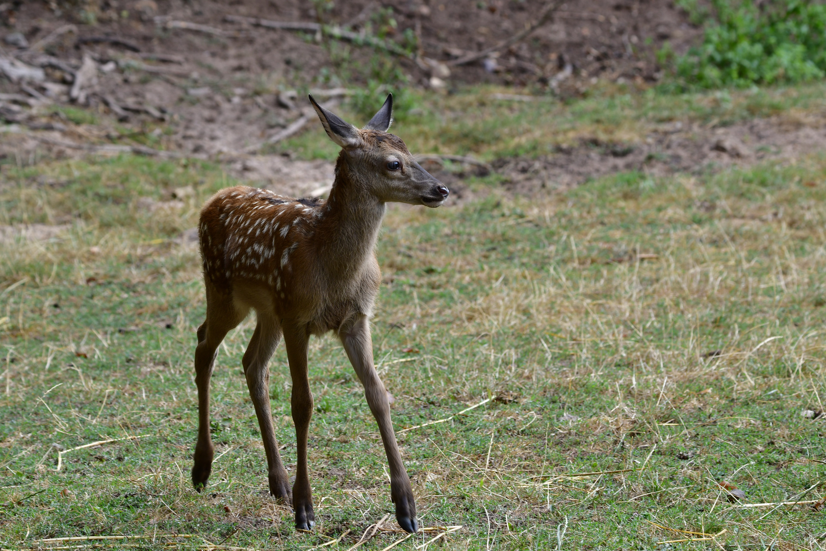 Hirschkalb...