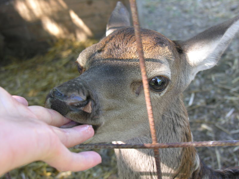 Hirschkalb