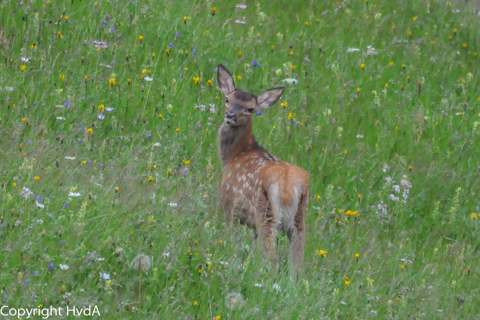 Hirschkalb