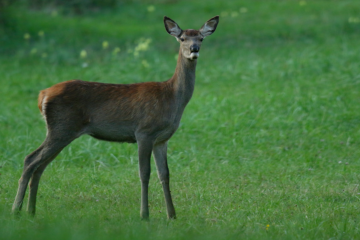 Hirschkalb