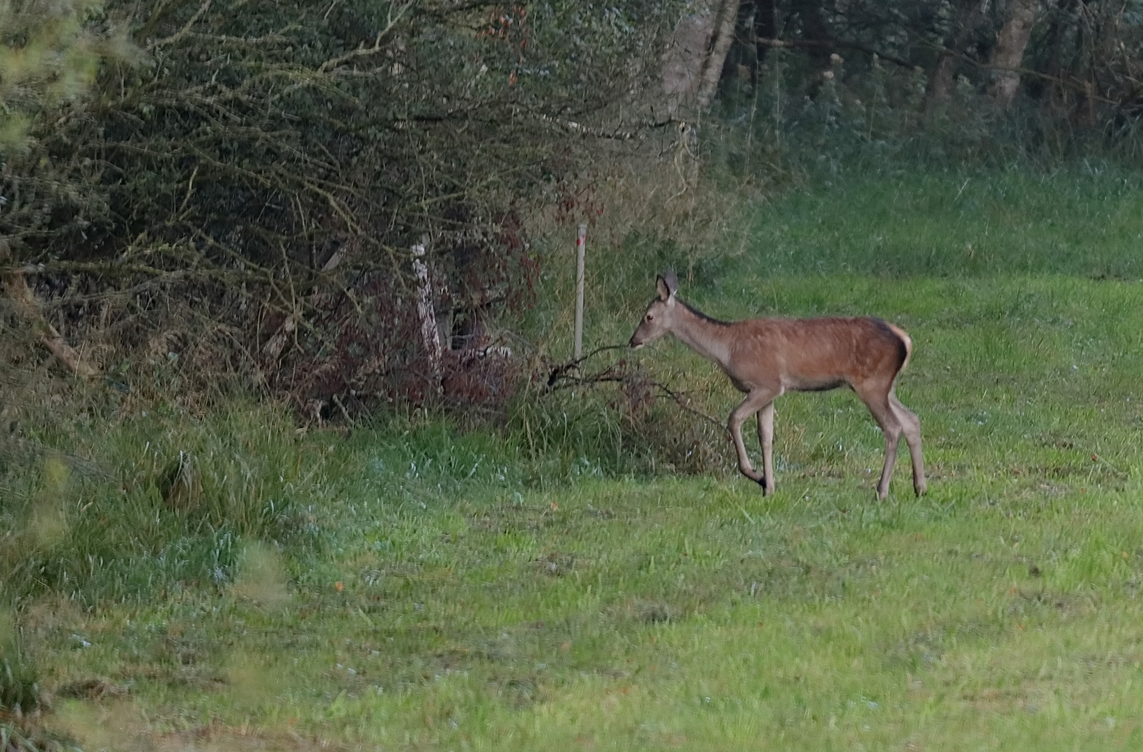 Hirschkalb