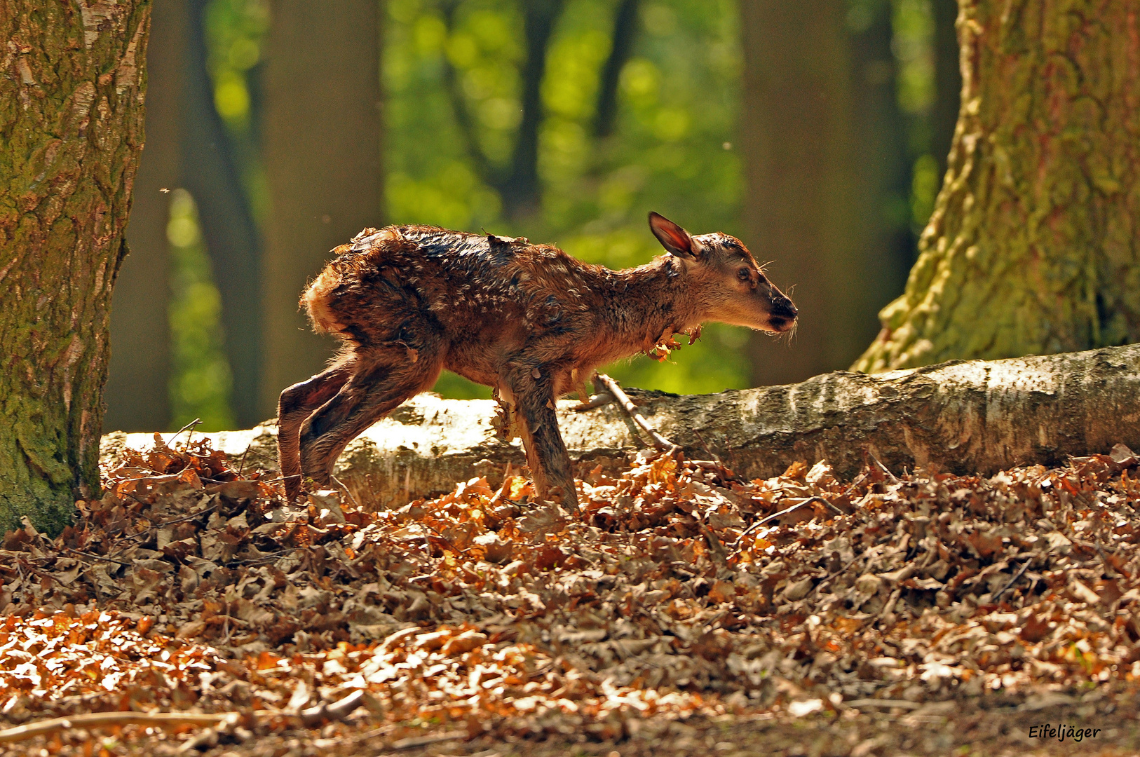 HIRSCHKALB