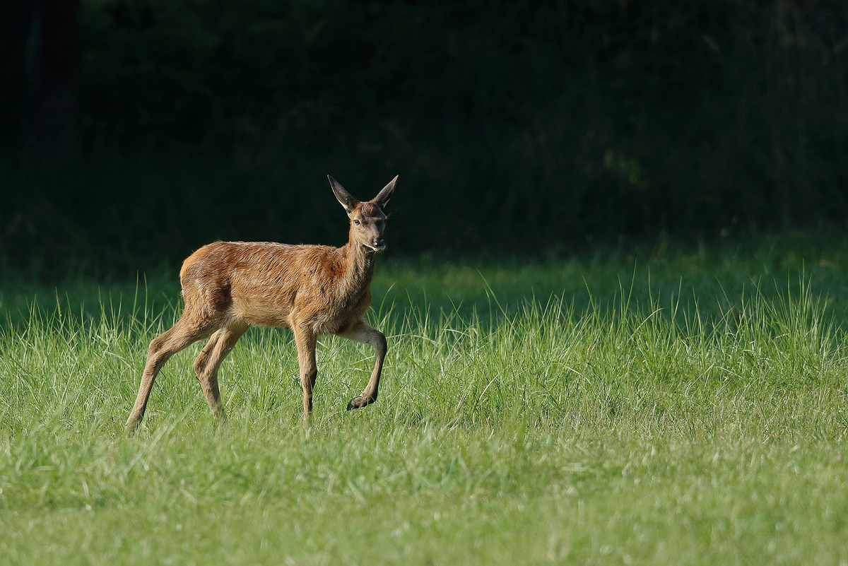 Hirschkalb