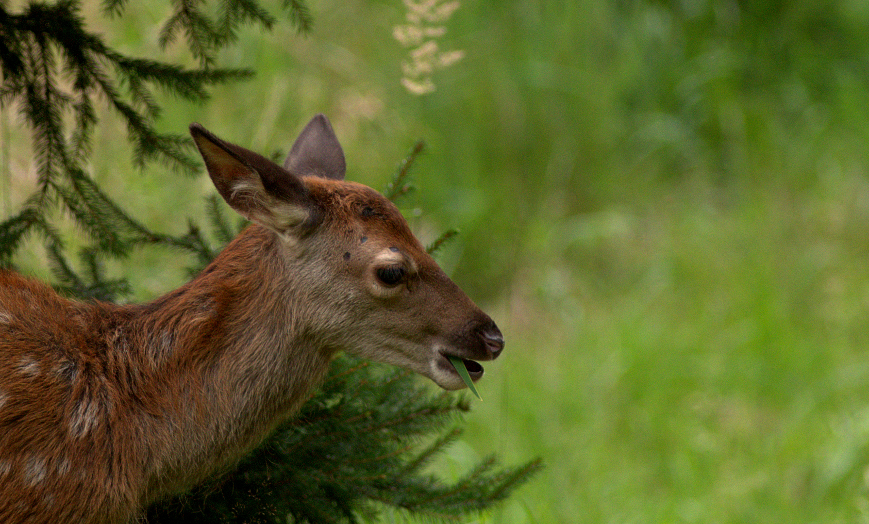 Hirschkalb