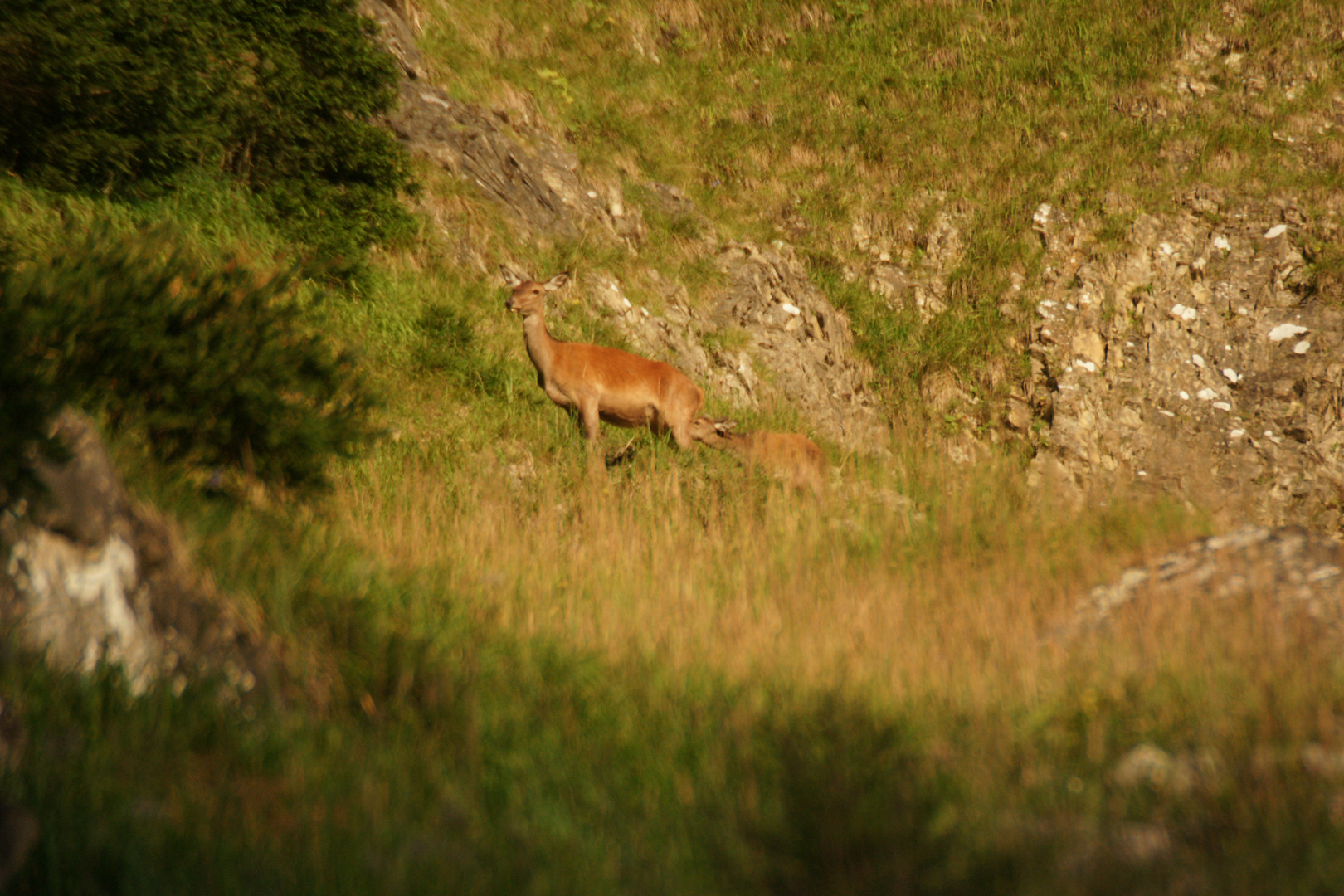 Hirschkalb am saugen