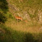 Hirschkalb am saugen