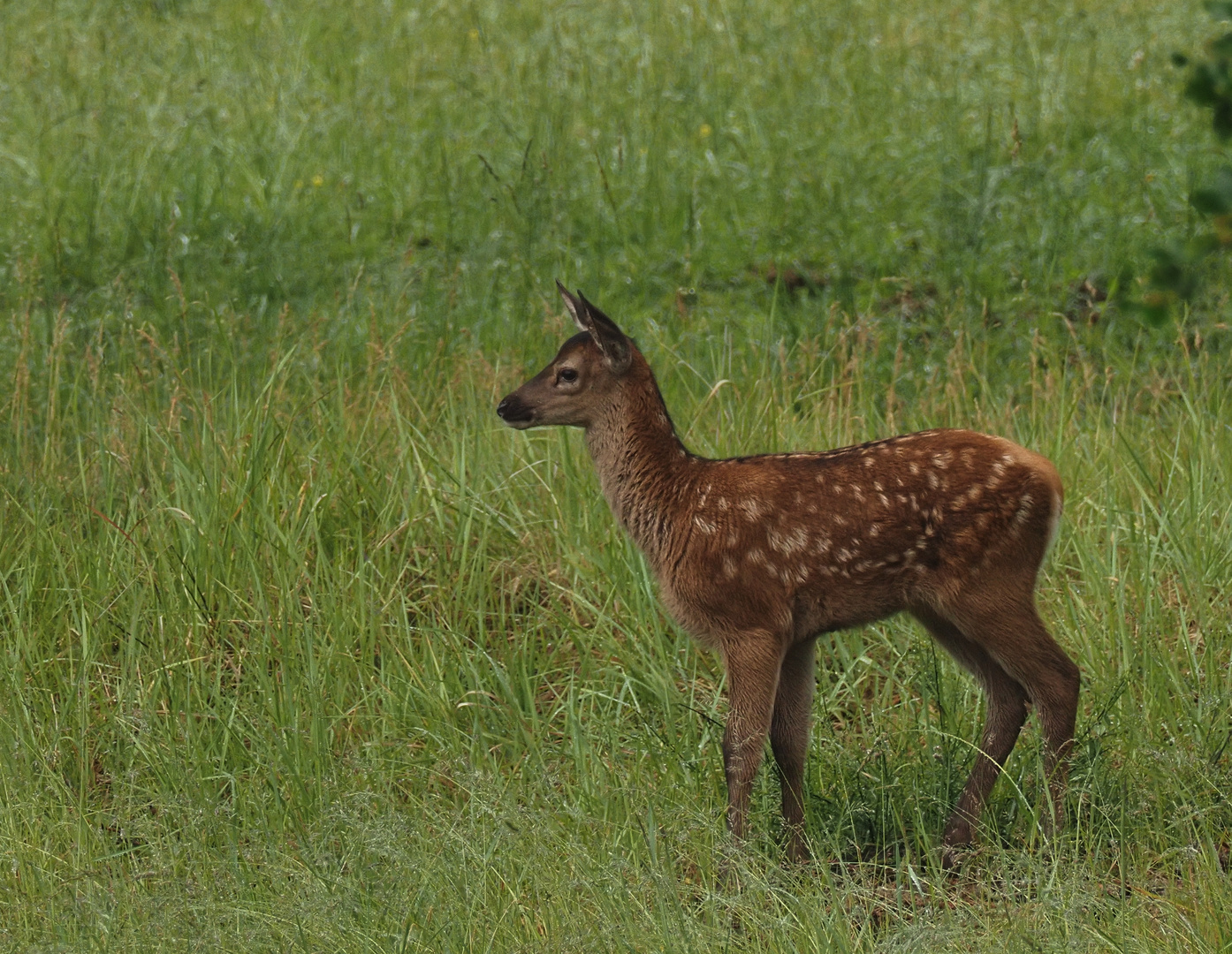 Hirschkalb