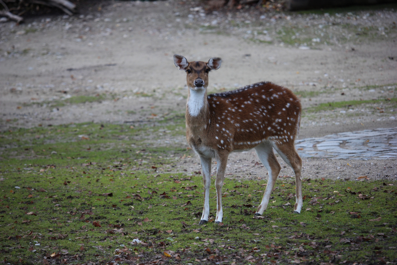 Hirschkalb