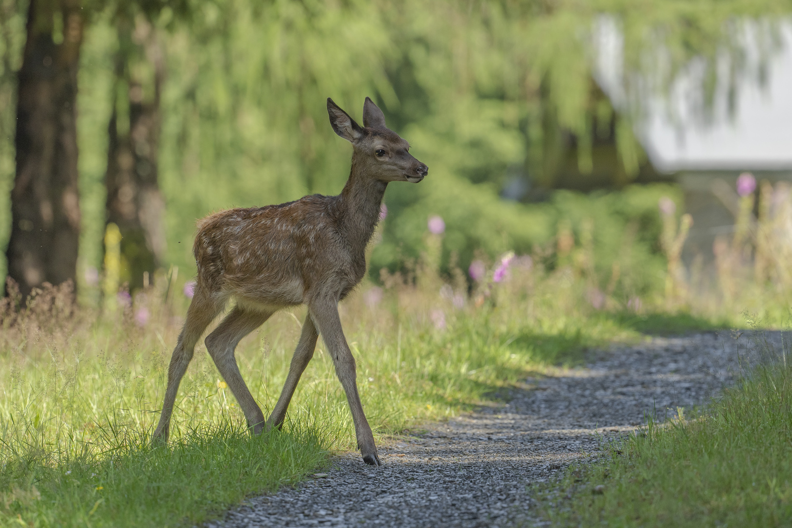 Hirschkalb