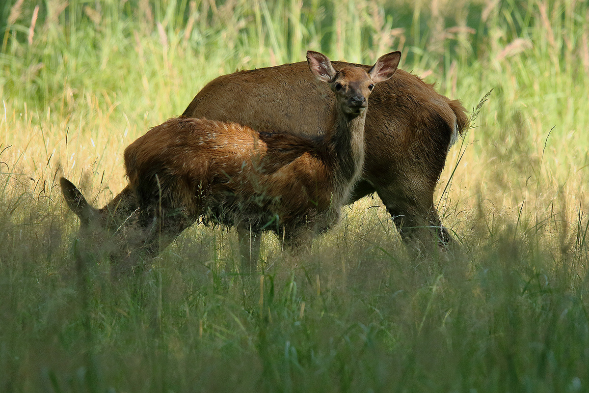 Hirschkalb