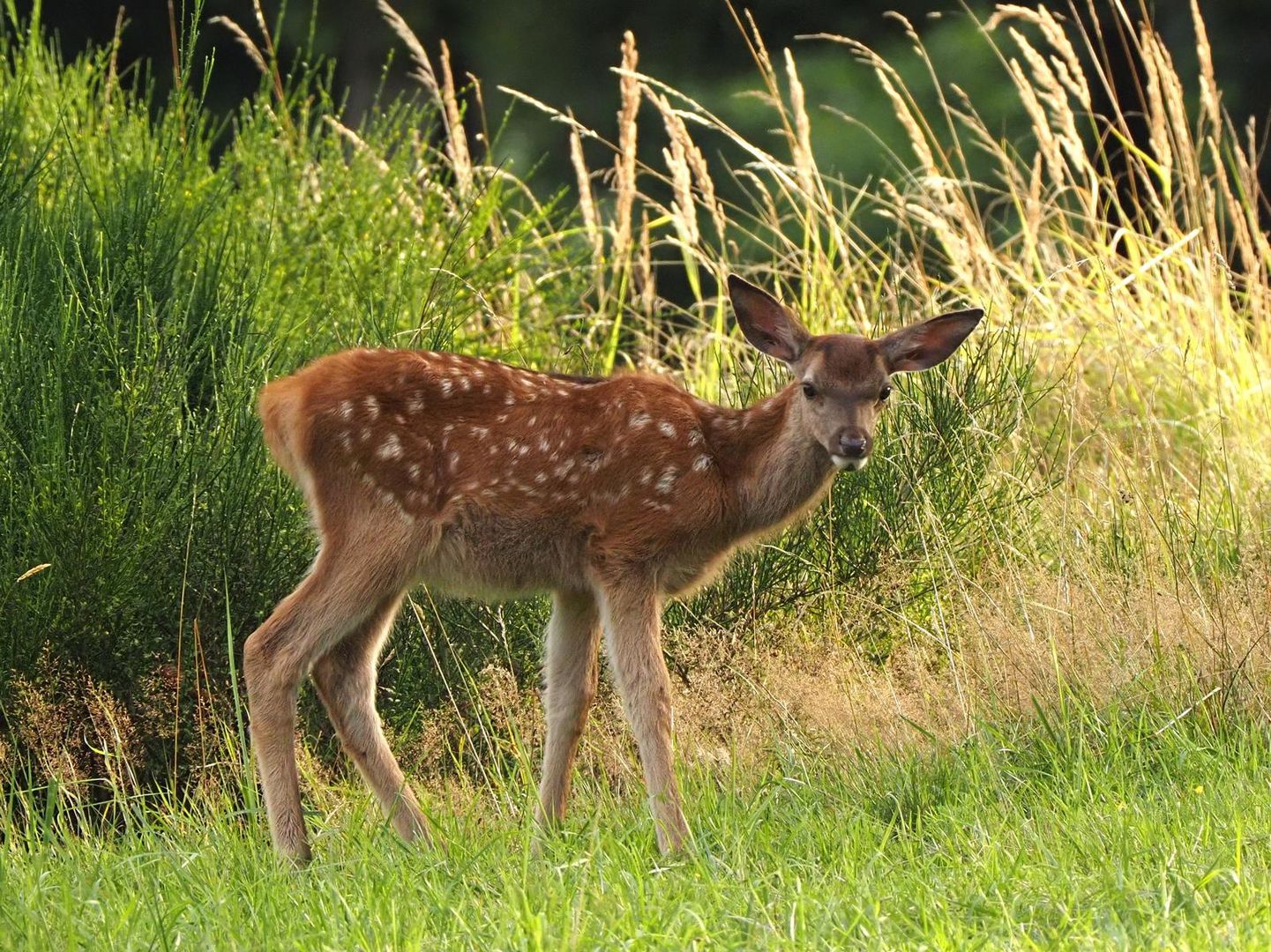 Hirschkalb