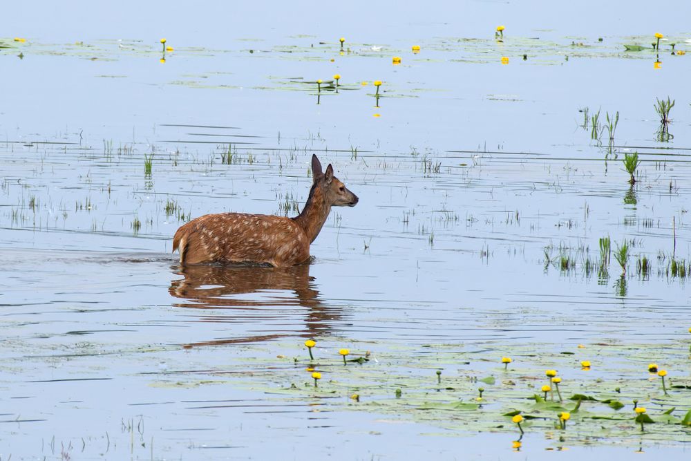 Hirschkalb (Cervus elaphus)  im Wasser 