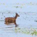 Hirschkalb (Cervus elaphus)  im Wasser 