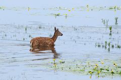 Hirschkalb (Cervus elaphus)  im Wasser 