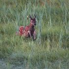 Hirschkalb im Oberlausitzer Teichgebiet