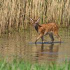 Hirschkalb im Wasser