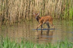 Hirschkalb im Wasser