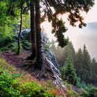 Hirschkanzel im Nebel Sachsenbrunn