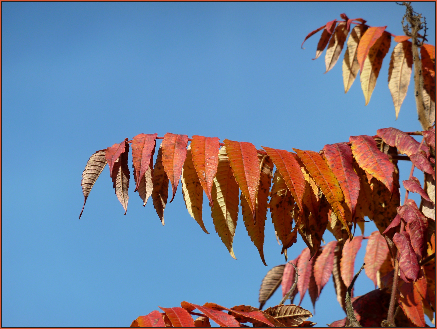 Hirschkolbensumach oder Essigbaum