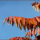 Hirschkolbensumach oder Essigbaum