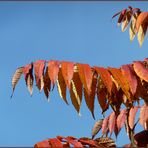 Hirschkolbensumach oder Essigbaum