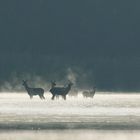 Hirschkühe am Morgen im Dunst