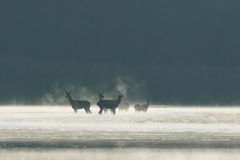 Hirschkühe am Morgen im Dunst