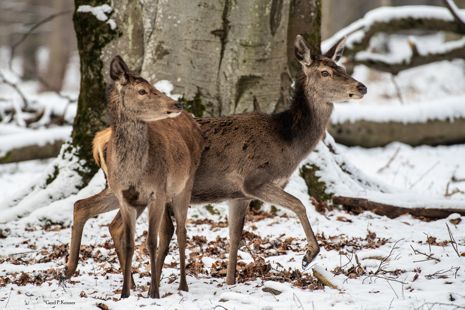 Hirschkühe // female red deer