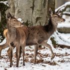 Hirschkühe // female red deer