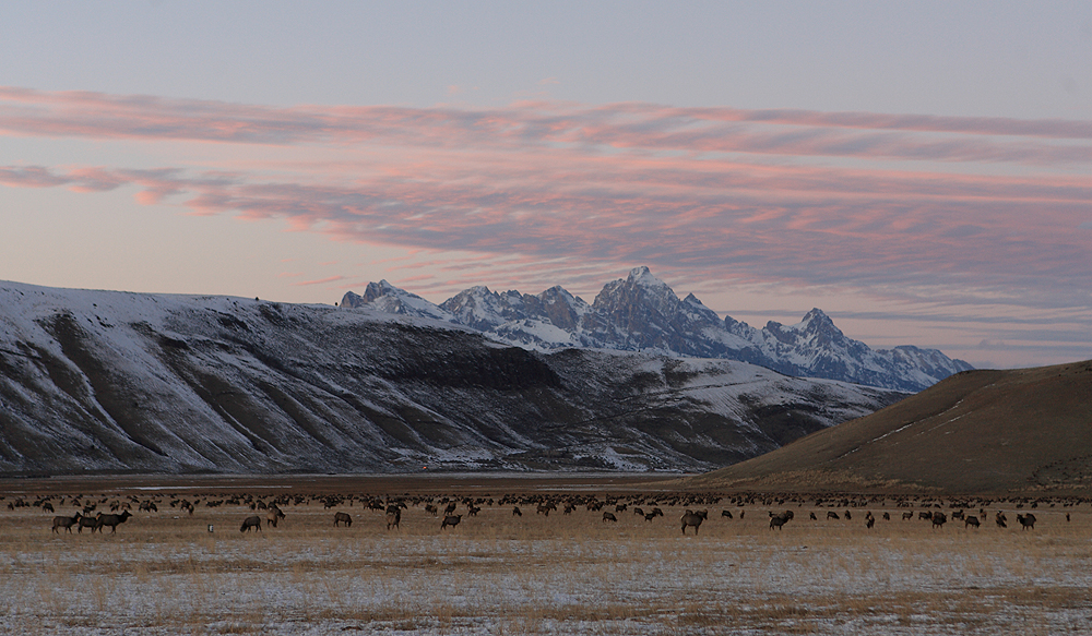 .Hirschkuehe im Grand Teton