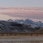 .Hirschkuehe im Grand Teton