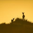 Hirschkühe im Morgenlicht auf dem Darß, 2020.09.16.