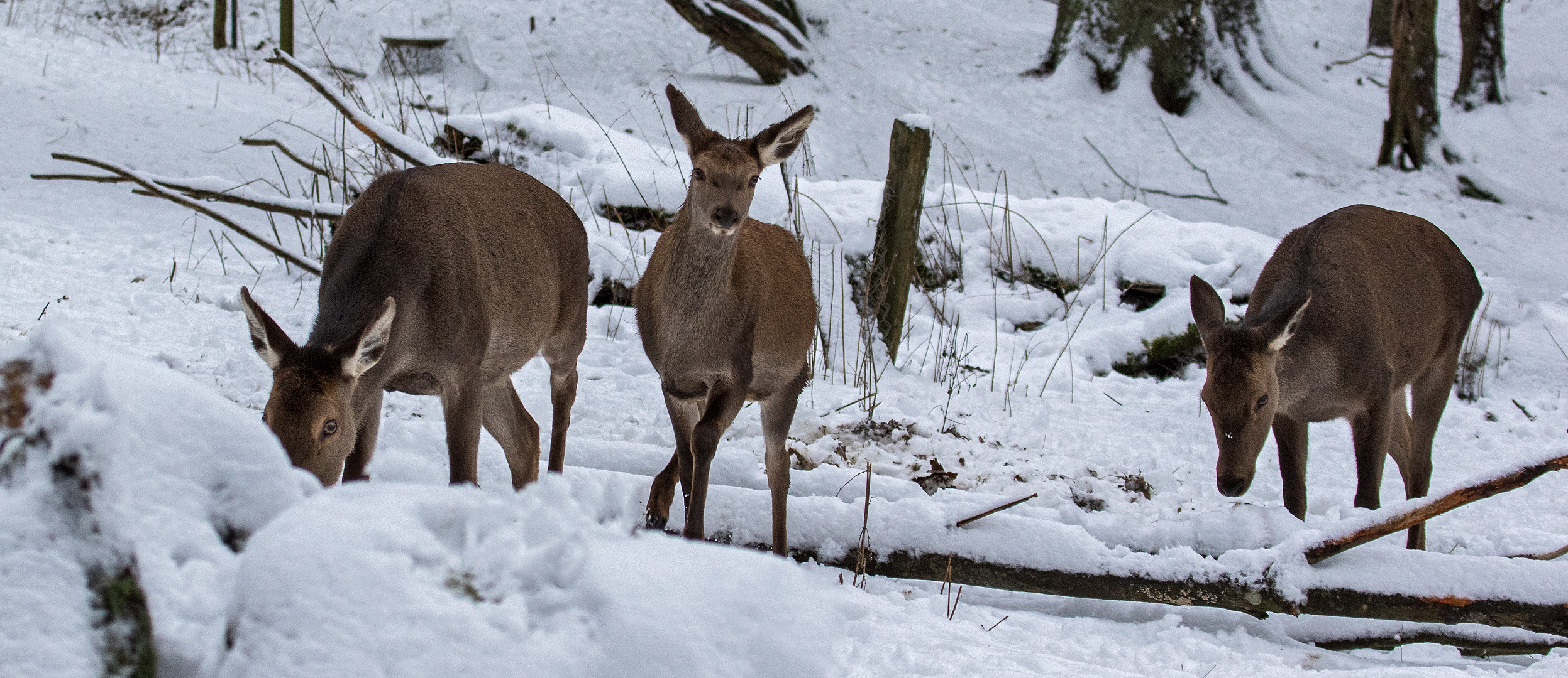 Hirschkühe im Schnee 001