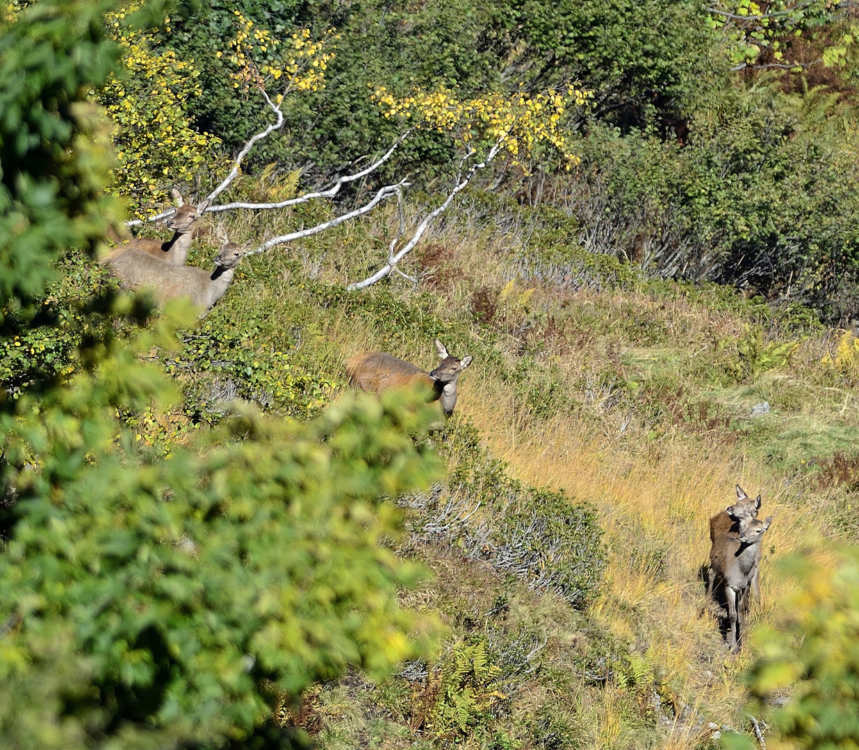 Hirschkühe inmitten der Herbstfarben