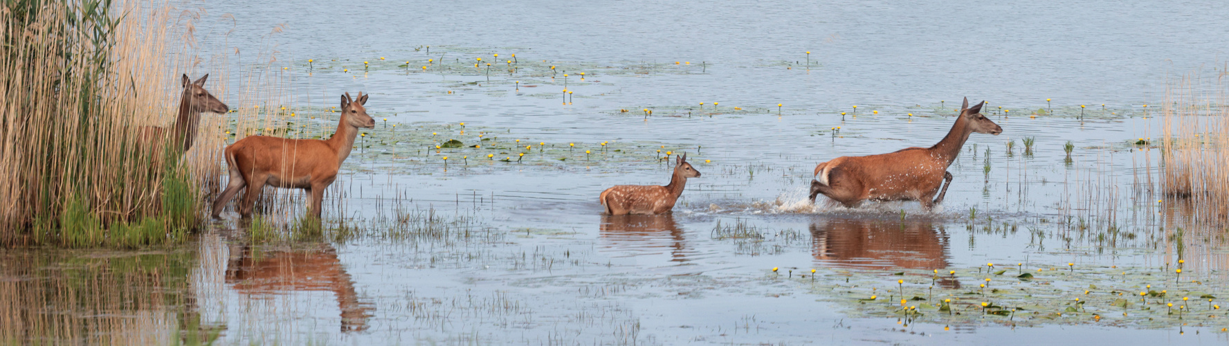 Hirschkühe mit ihrem Nachwuchs Foto & Bild wasser, teich, natur