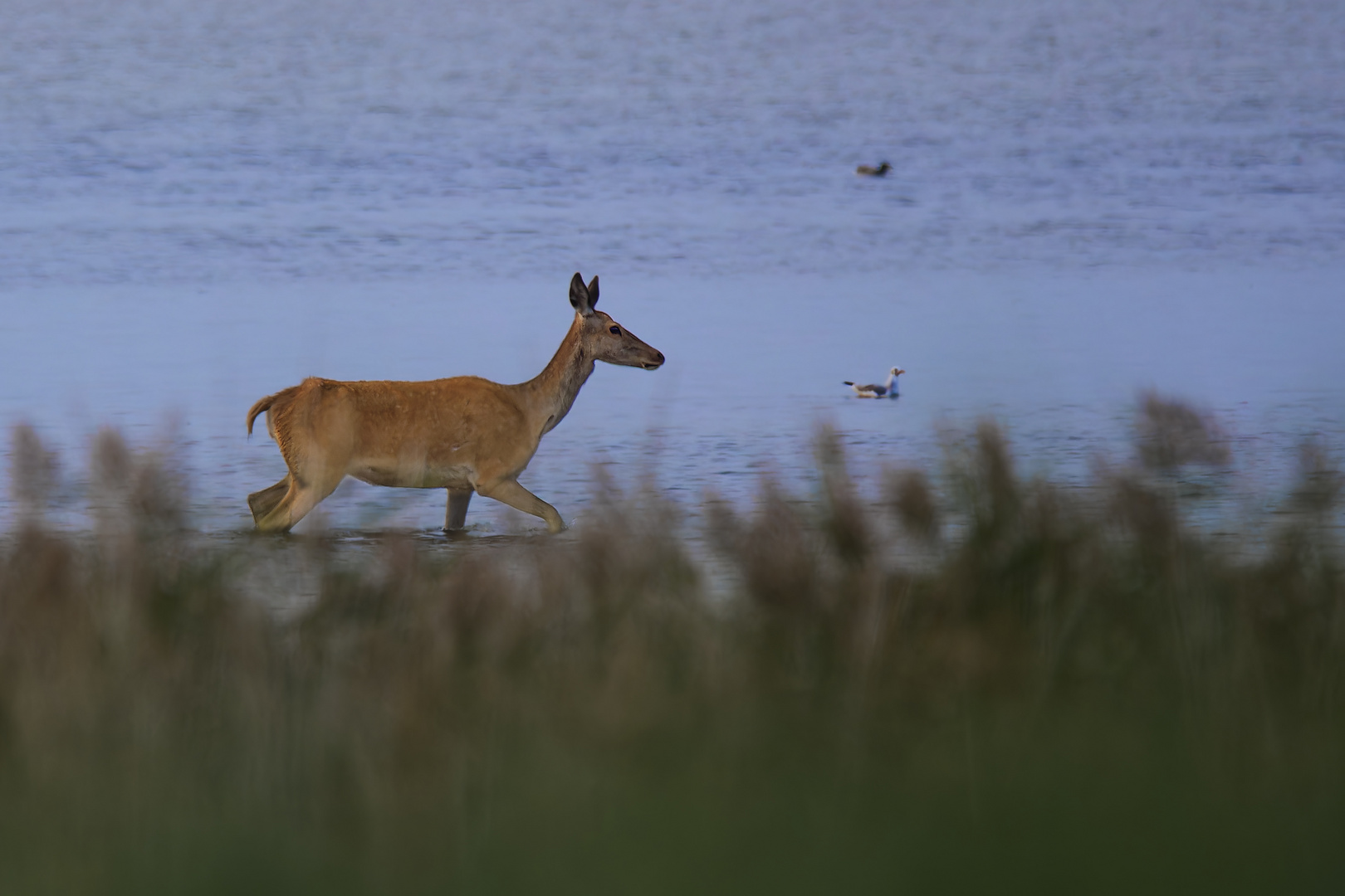 Hirschkuh am Bodden (Darß)