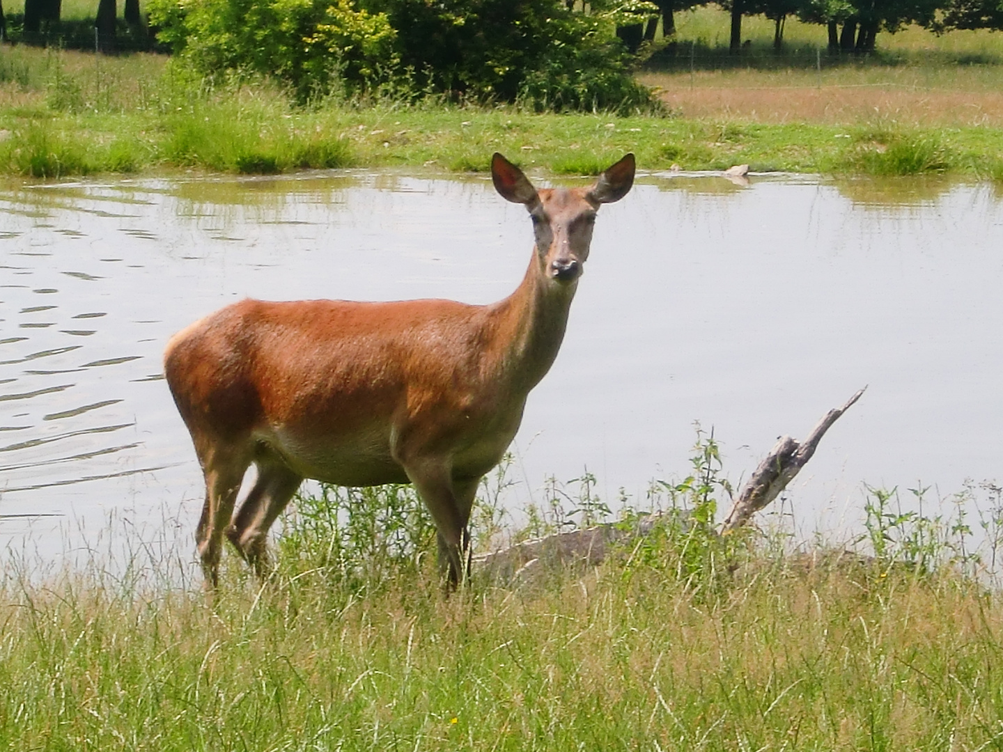 Hirschkuh am Wasser