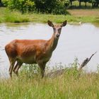 Hirschkuh am Wasser