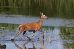 Hirschkuh  (Cervus elaphus)