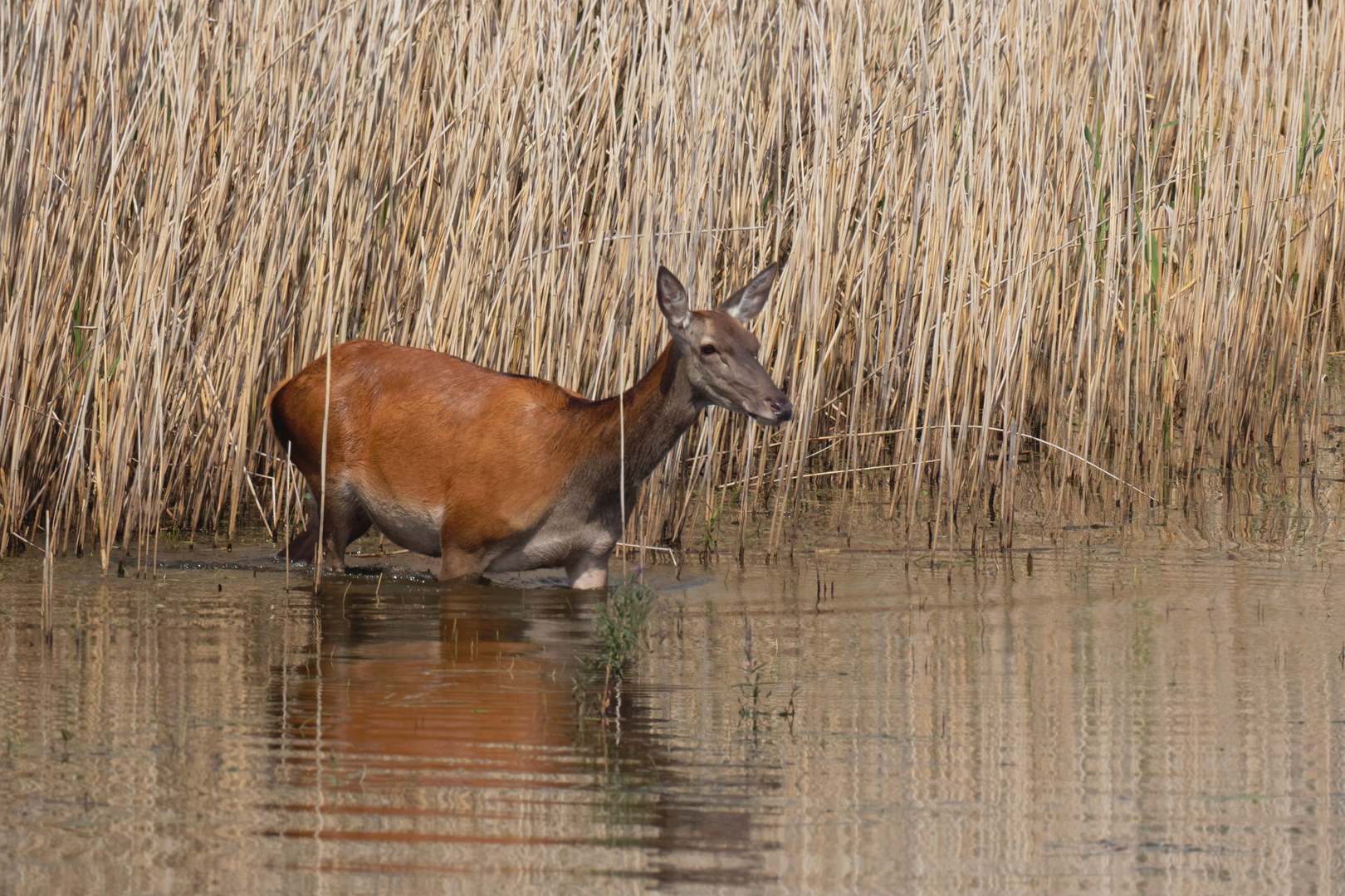 Hirschkuh  (Cervus elaphus) im Wasser