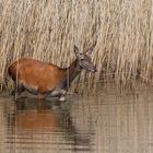 Hirschkuh  (Cervus elaphus) im Wasser