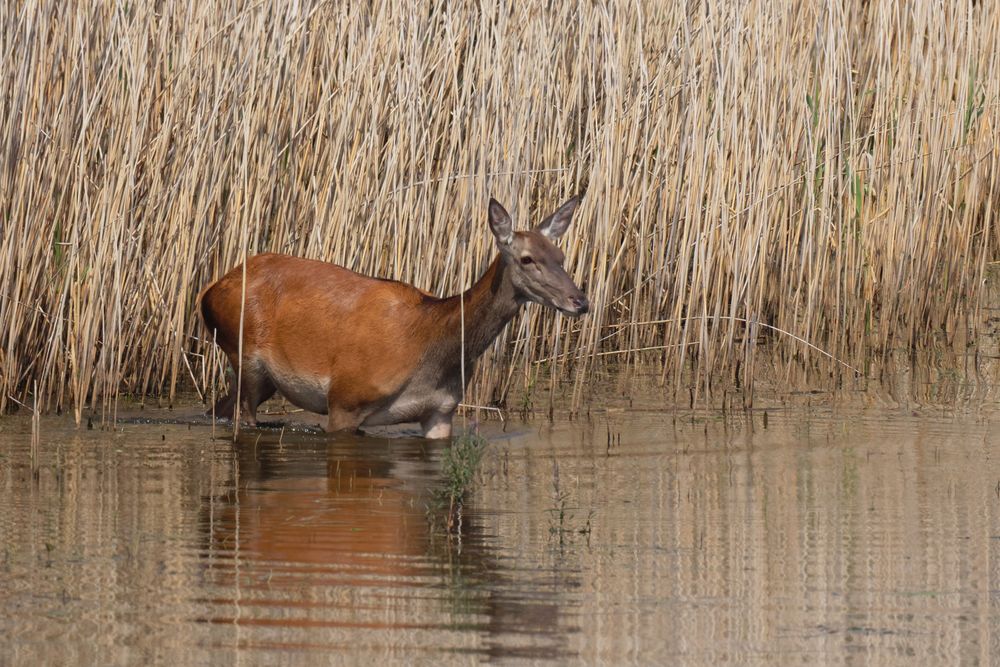 Hirschkuh  (Cervus elaphus) im Wasser