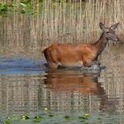 Hirschkuh  (Cervus elaphus) im Wasser