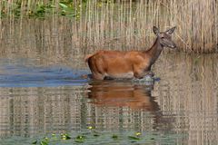 Hirschkuh  (Cervus elaphus) im Wasser