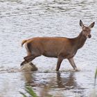 Hirschkuh (Cervus elaphus) läuft durchs Wasser