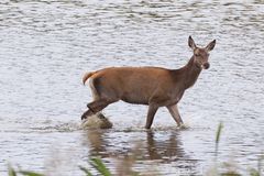 Hirschkuh (Cervus elaphus) läuft durchs Wasser