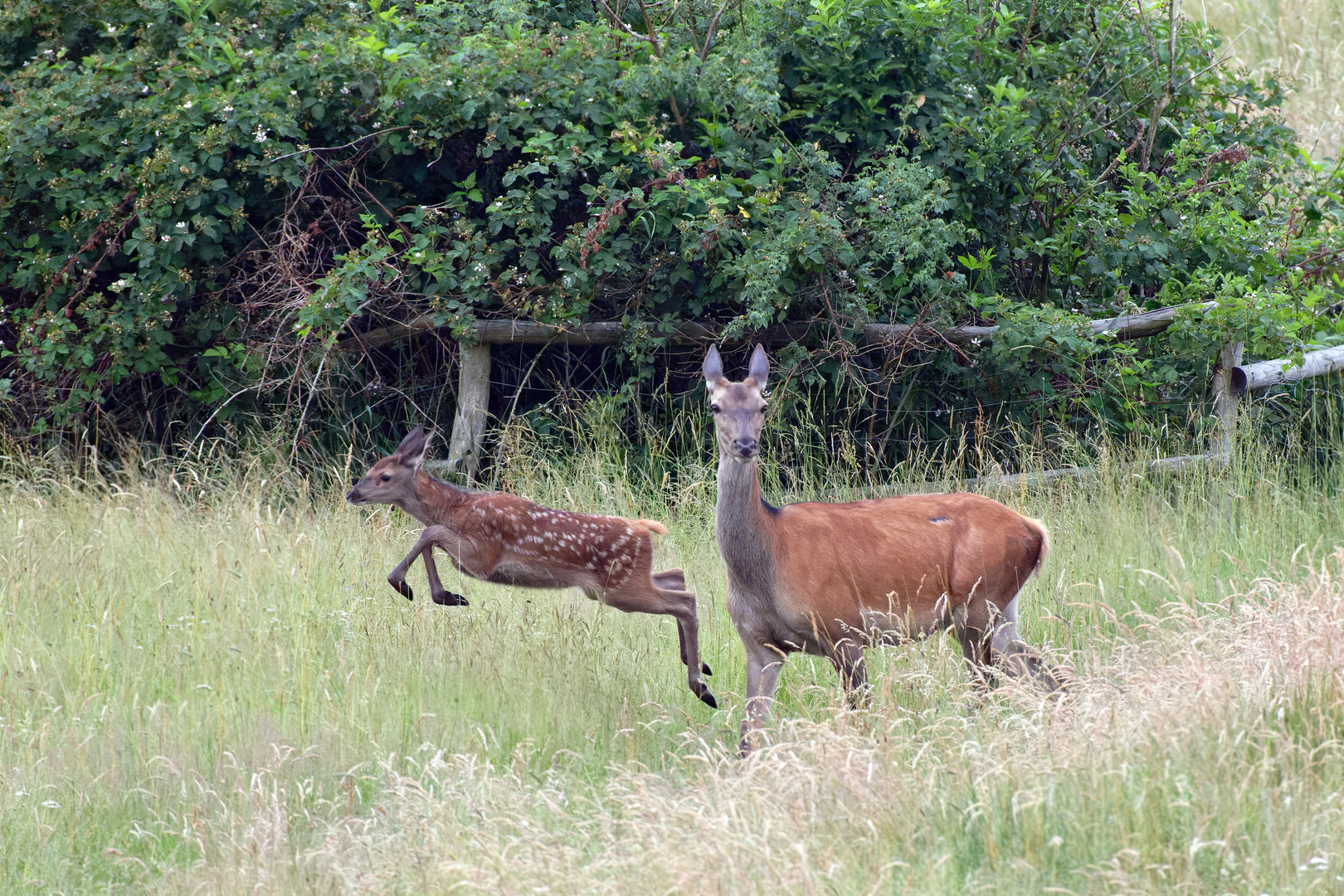 Hirschkuh  (Cervus elaphus) mit Kalb