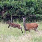 Hirschkuh  (Cervus elaphus) mit Kalb